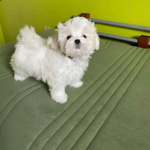 maltesi coreani