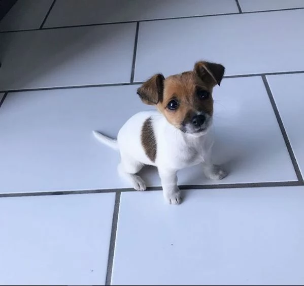 regalo jack russel cuccioli meravigliosi  
