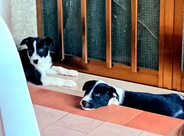 Regalo  Cuccioli Meticci