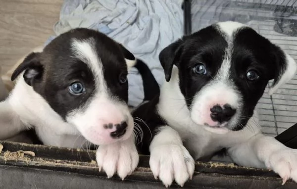 Regalo  Cuccioli Meticci | Foto 2
