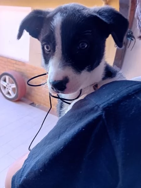 Regalo  Cuccioli Meticci | Foto 1