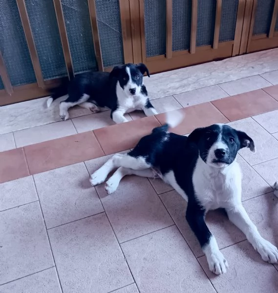 Regalo  Cuccioli Meticci | Foto 0