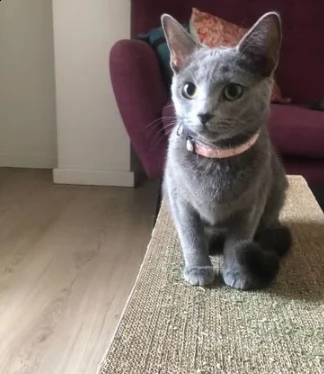 bellissimi cuccioli di blue di russia