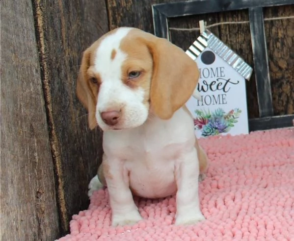 cuccioli di beagle in adozione