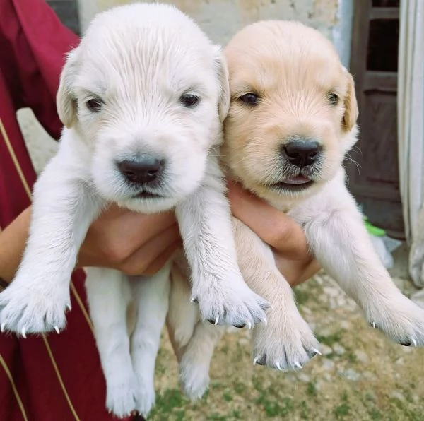 cuccioli golden retriever | Foto 3