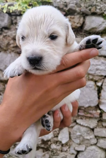 cuccioli golden retriever | Foto 2