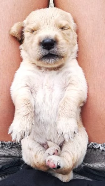 cuccioli golden retriever | Foto 1