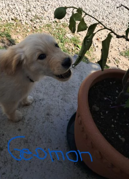 cuccioli golden retriever | Foto 4