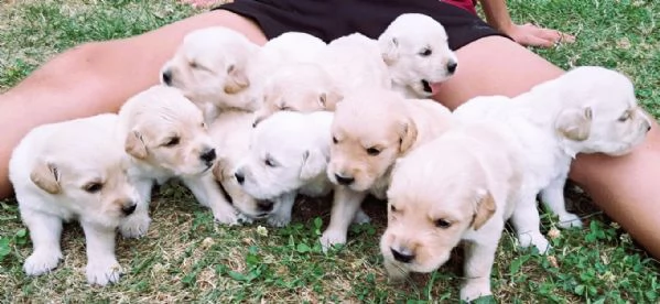 cuccioli golden retriever