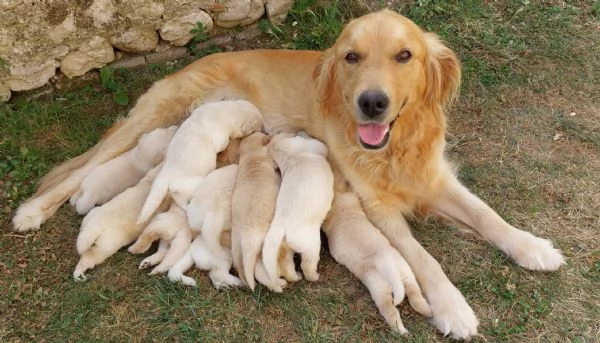 cuccioli golden retriever | Foto 0