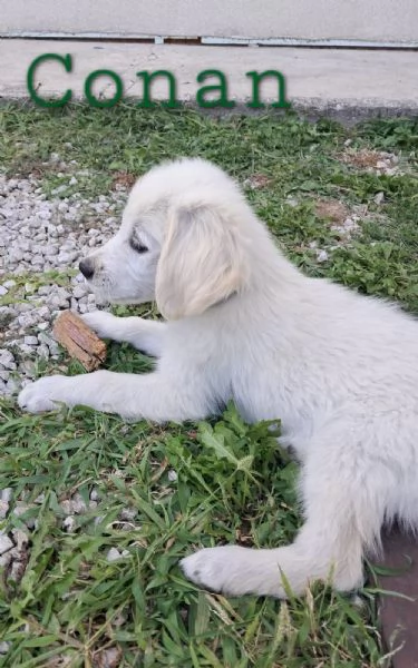 cuccioli golden retriever | Foto 2