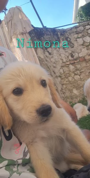 cuccioli golden retriever