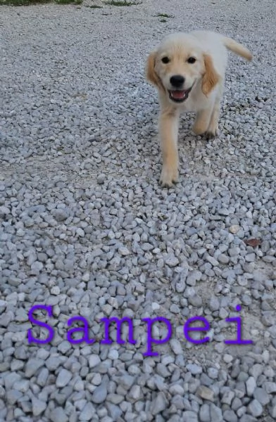 cuccioli golden retriever | Foto 1