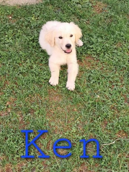 cuccioli golden retriever | Foto 0