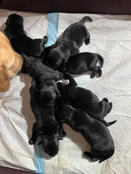 cuccioli di labrador neri con pedigree  | Foto 1
