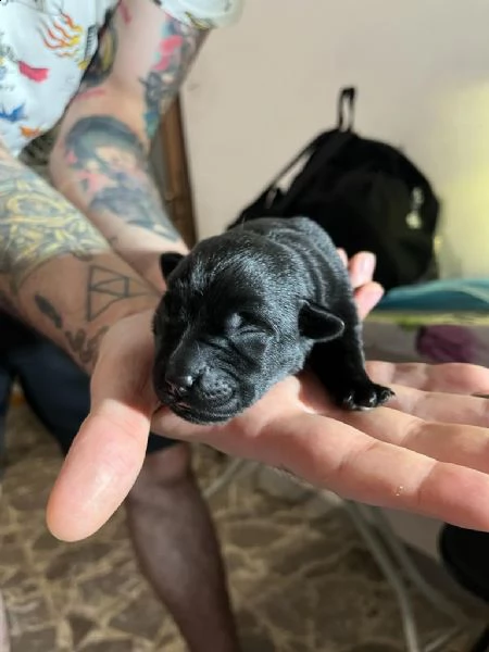 cuccioli di labrador neri con pedigree  | Foto 0