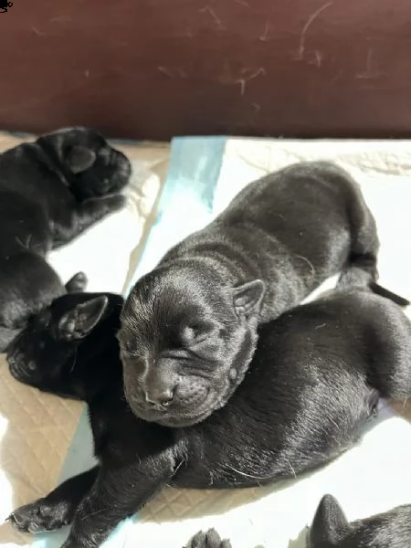 cuccioli di labrador neri con pedigree 