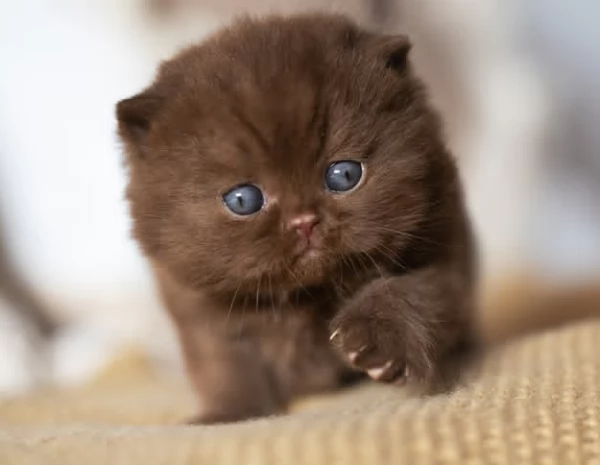 Cuccioli British chocolate  | Foto 0