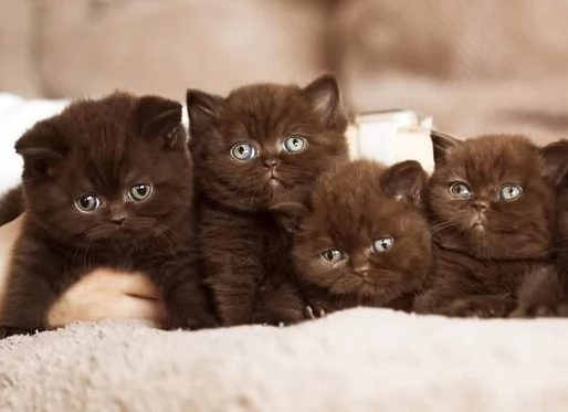 Cuccioli British chocolate 