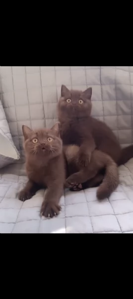Splendidi cuccioli British shorthair chocolate 