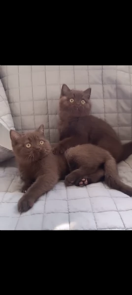 Splendidi cuccioli British shorthair chocolate  | Foto 1