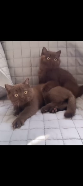 Splendidi cuccioli British shorthair chocolate  | Foto 0