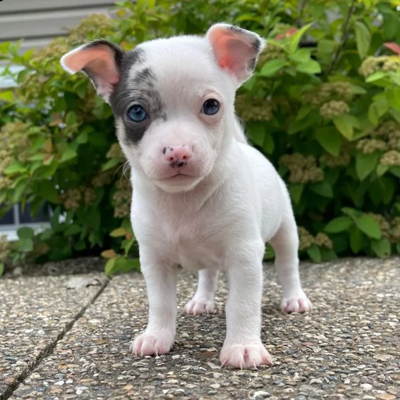 regalo cuccioli di chihuahua mini toy 