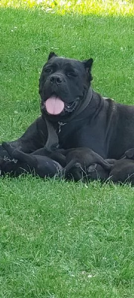 cane corso cuccioli in vendita