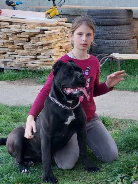 cane corso cuccioli in vendita | Foto 6