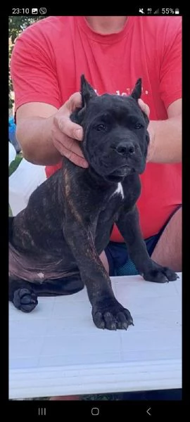 cane corso cuccioli in vendita | Foto 5