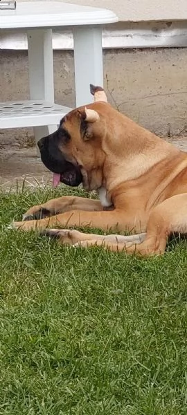 cane corso cuccioli in vendita | Foto 4