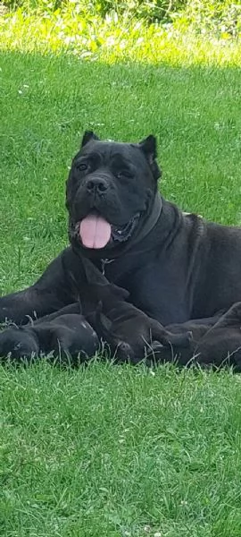 cane corso cuccioli in vendita | Foto 3