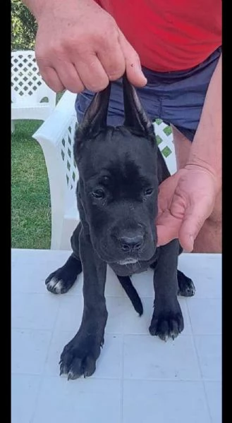 cane corso cuccioli in vendita | Foto 2