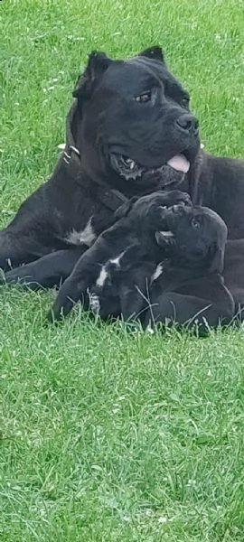 cane corso cuccioli in vendita | Foto 1
