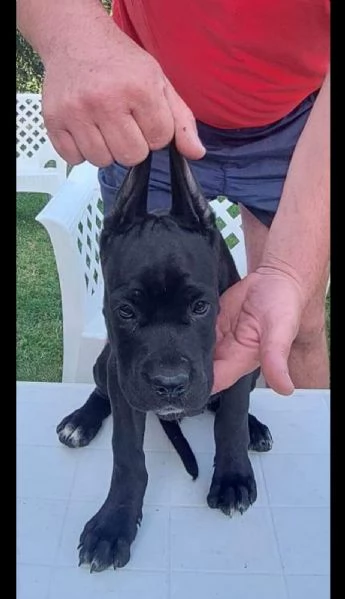 cane corso cuccioli in vendita | Foto 0