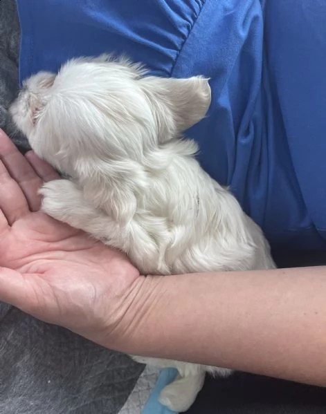 vendo cucciolo di maltese femmina 2 mesi | Foto 1