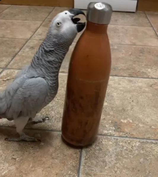 pappagallo grigio africano intelligente | Foto 0