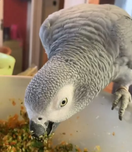 pappagallo grigio africano intelligente