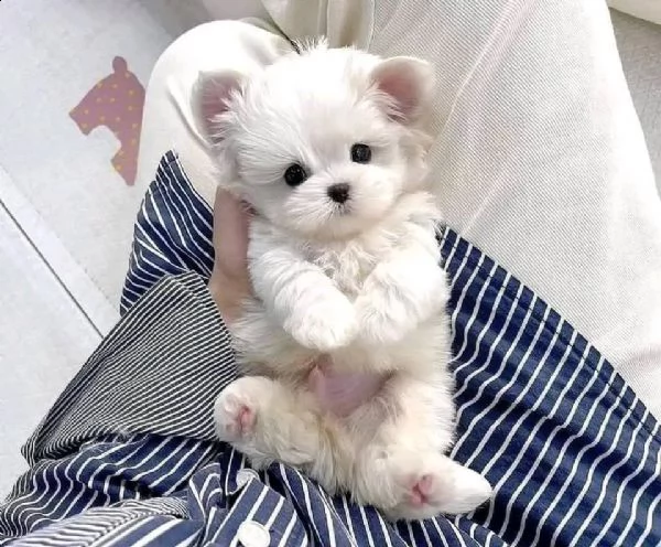 regalo  maltese mini toy