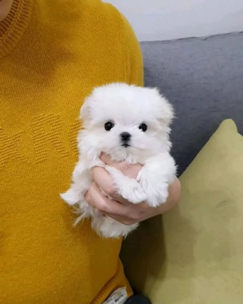 regalo  maltese mini toy | Foto 0