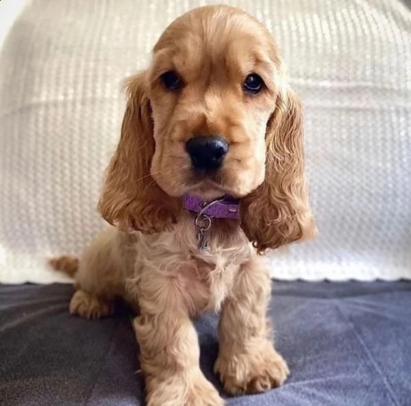 adorabili cuccioli di cocker spaniel in adozione | Foto 0