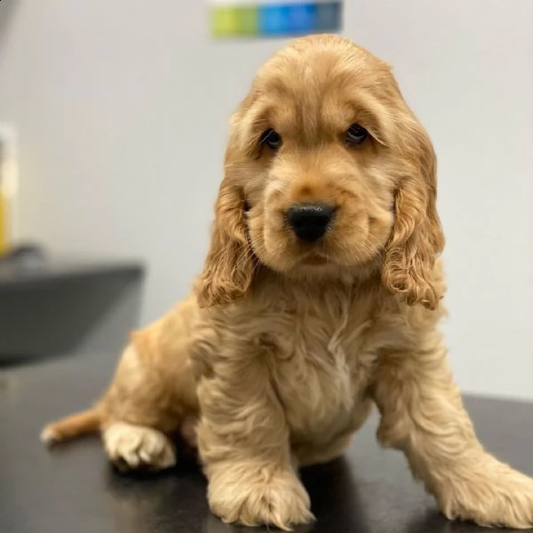 adorabili cuccioli di cocker spaniel in adozione