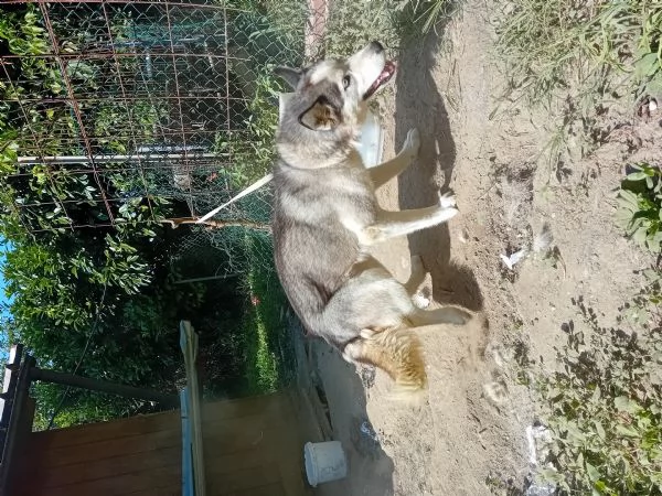 husky femmina di 1 anno e mezzo