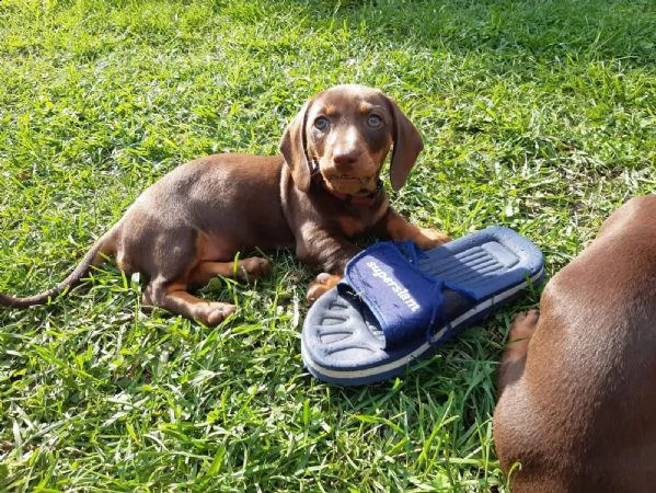 meravigliosi cuccioli di bassotto nano