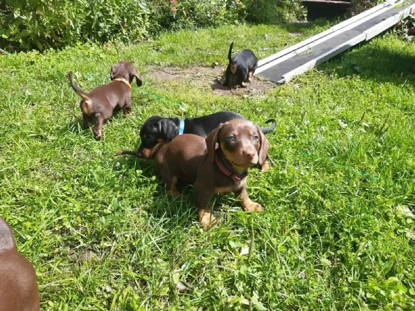 meravigliosi cuccioli di bassotto nano | Foto 1