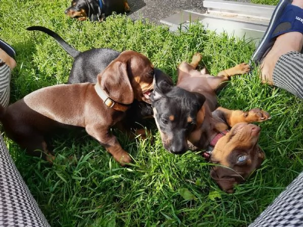 meravigliosi cuccioli di bassotto nano | Foto 0