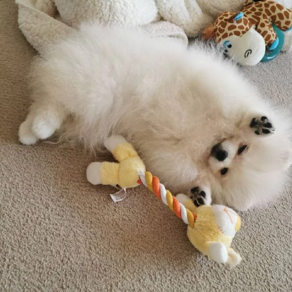 adorabili cuccioli di pomerania in adozione
