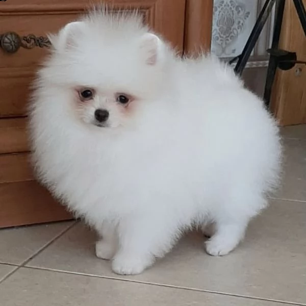 adorabili cuccioli di pomerania in adozione | Foto 1