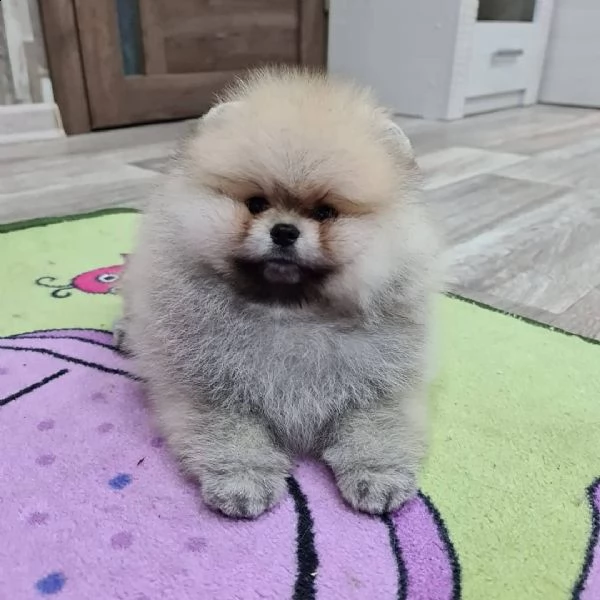 adorabili cuccioli di pomerania in adozione | Foto 0