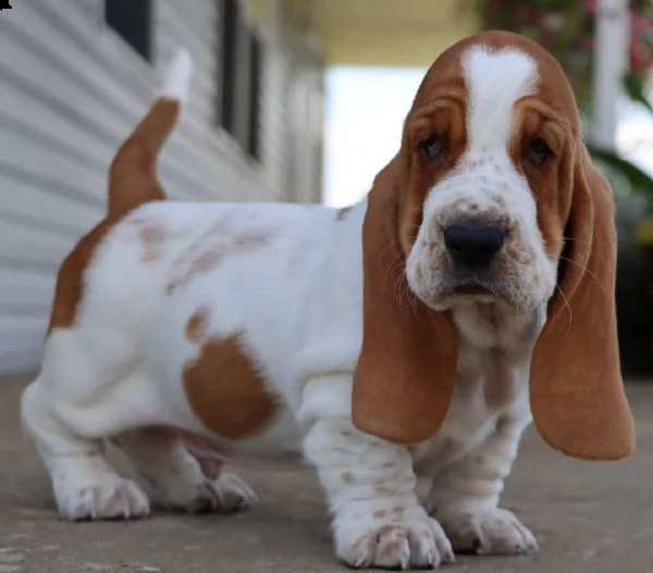 cuccioli bassethound di alta genealogia | Foto 2